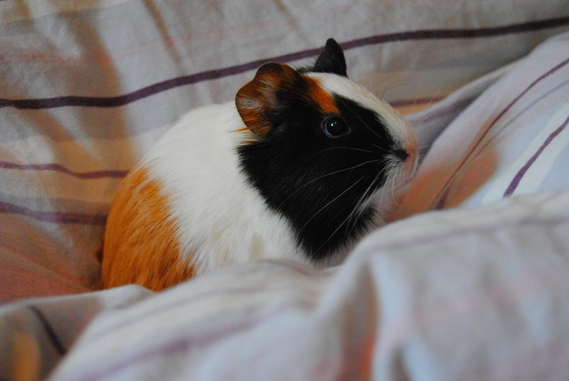 Marsvin | Mille My - Lille Mille My hygger i sengetøjet ;-)
23-01-2013 billede 3