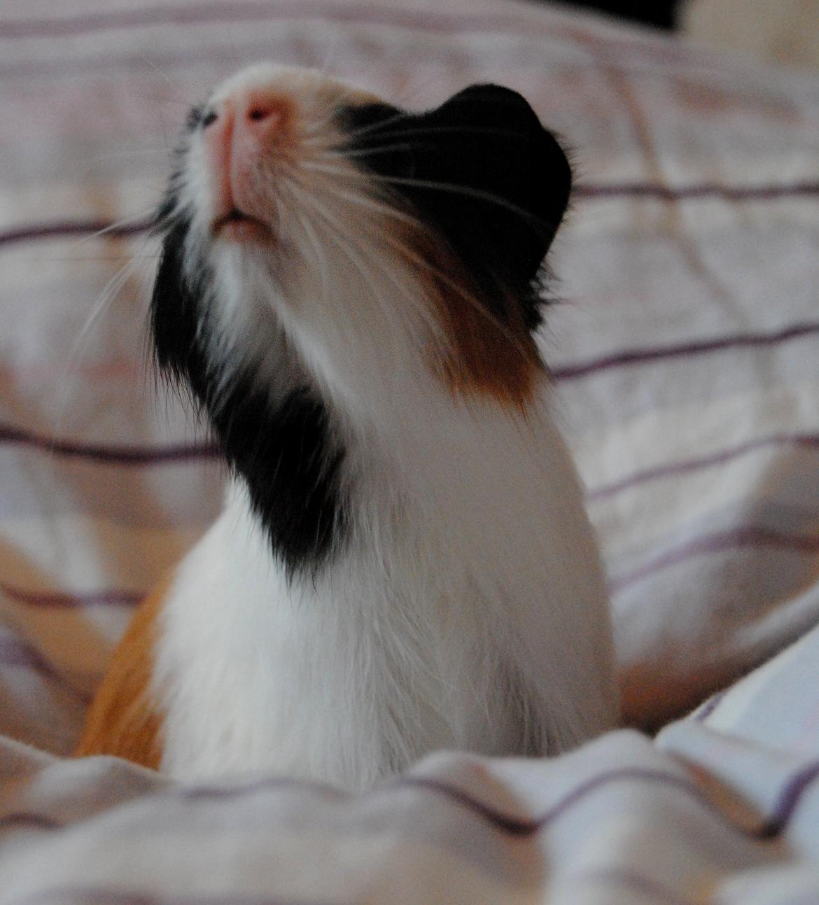 Marsvin | Mille My - Her ses hun så i fuld gang med at skrige efter Mikkel <3
23-01-2013 billede 19