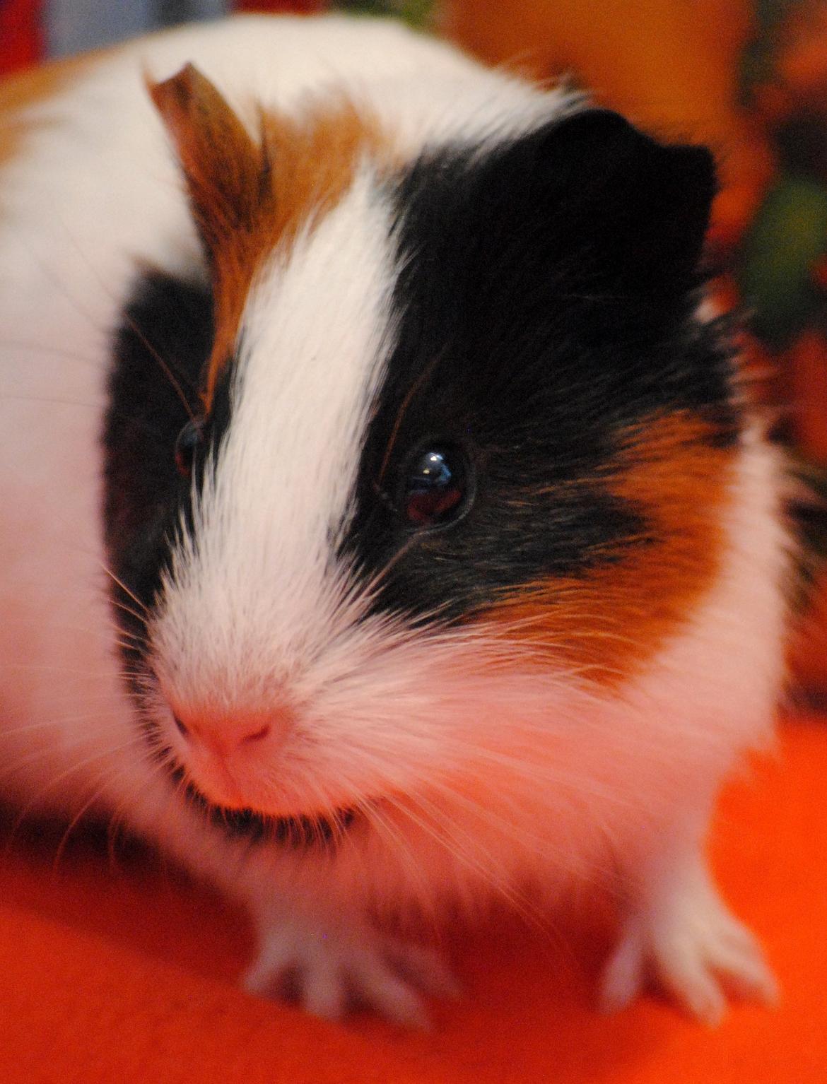 Marsvin | Mille My - Mille My på tur i hjemmebygget løbegård! Hun er en rigtig bette krudtugle :-P
23-01-2013 billede 5