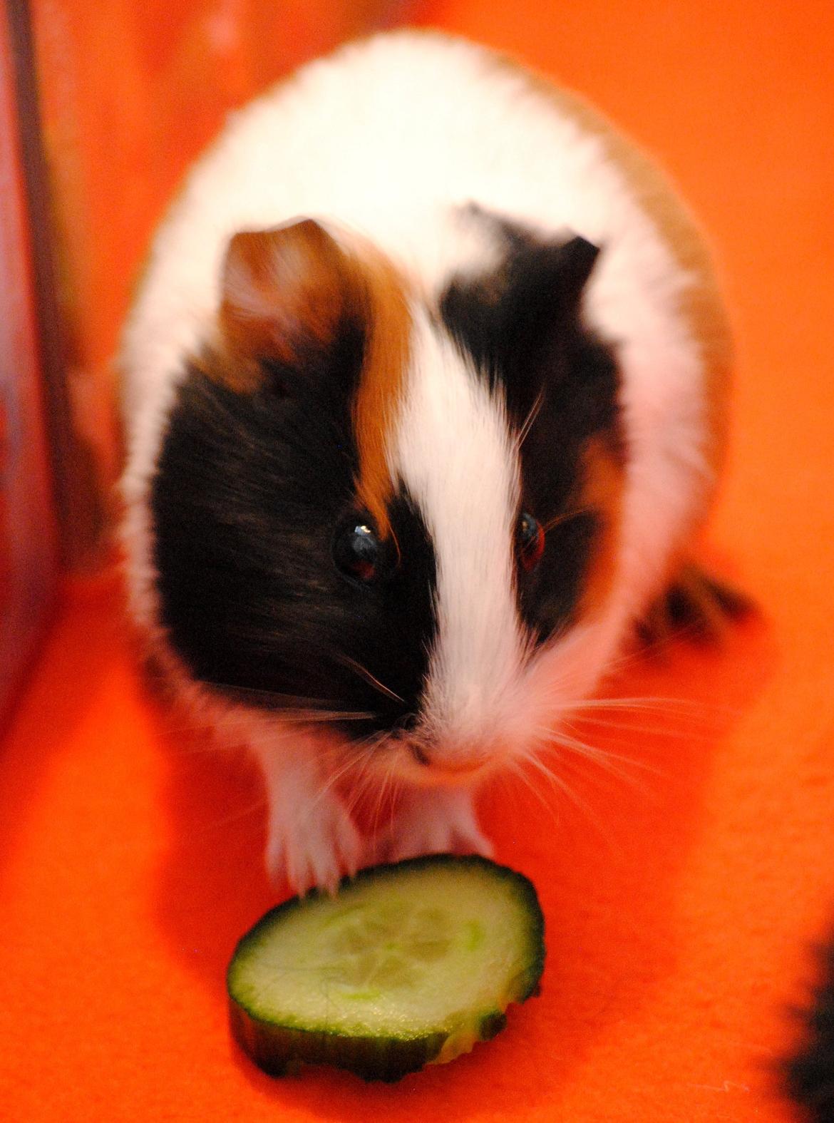 Marsvin | Mille My - Det er altid godt med en bette agurk :-)
23-01-2013 billede 10