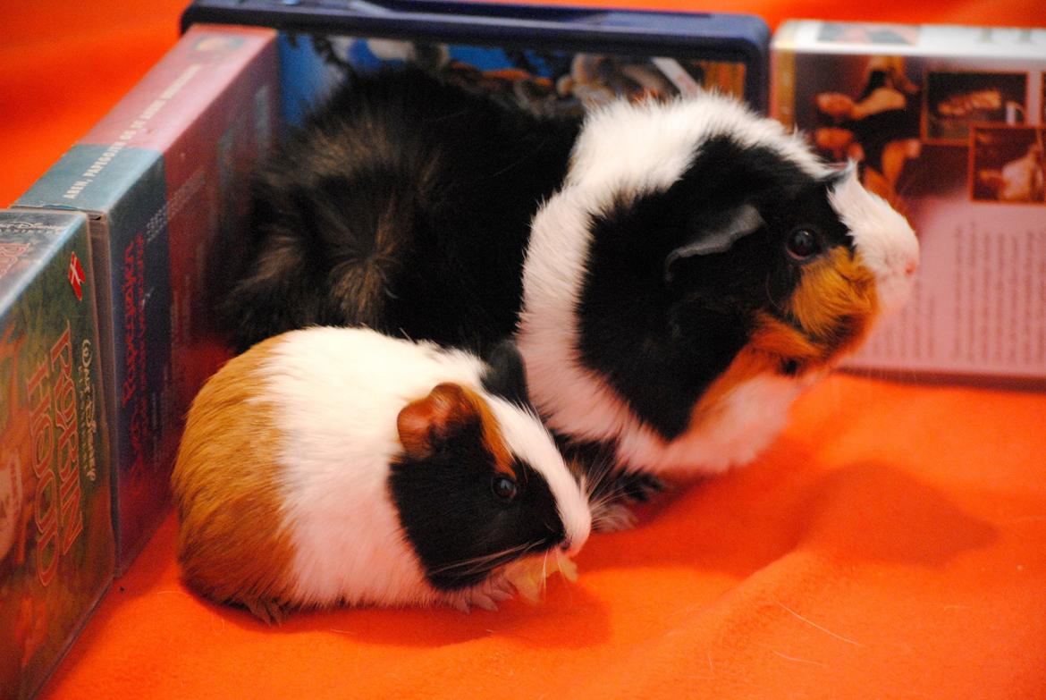 Marsvin | Mille My - Der går nok lige liiidt tid inden Mille er lige så stor som Mikkel :-D
23-01-2013 billede 12