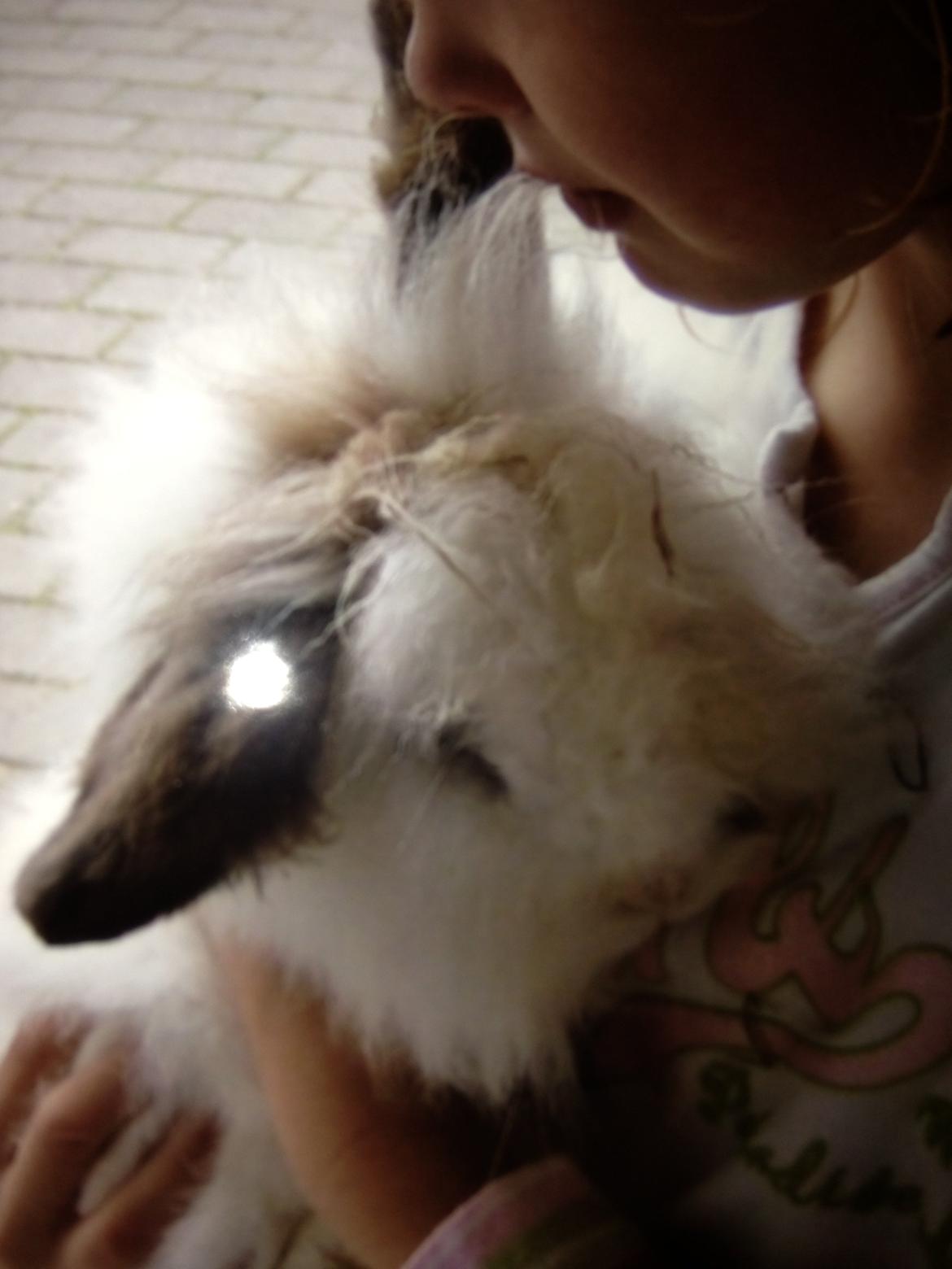 Kanin pjuske - jeg glemmer dig aldrig billede 4