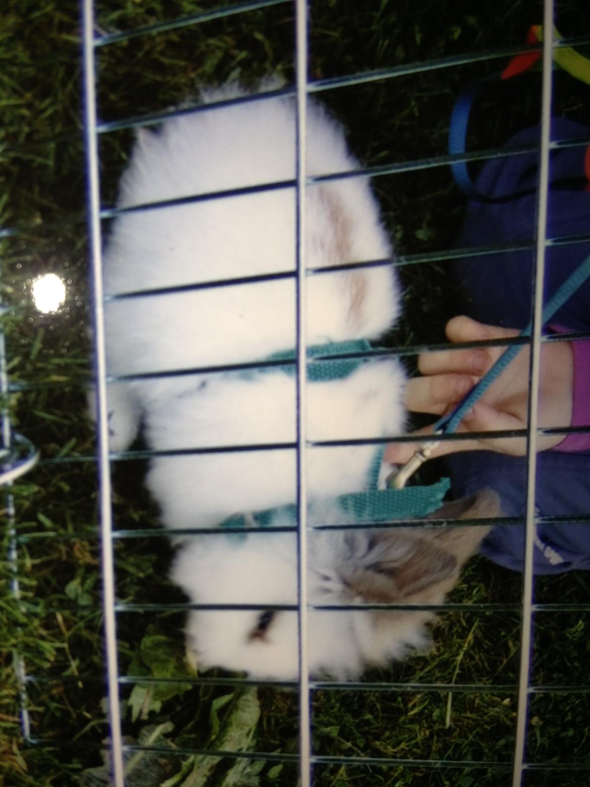 Kanin pjuske - kunne ikke andet end at elske dig!!<333 billede 5