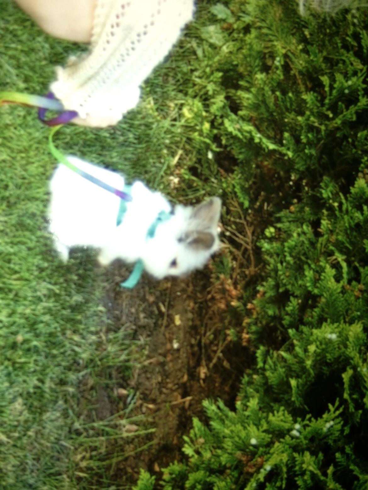 Kanin pjuske - en af de første dage med ham<3 billede 1