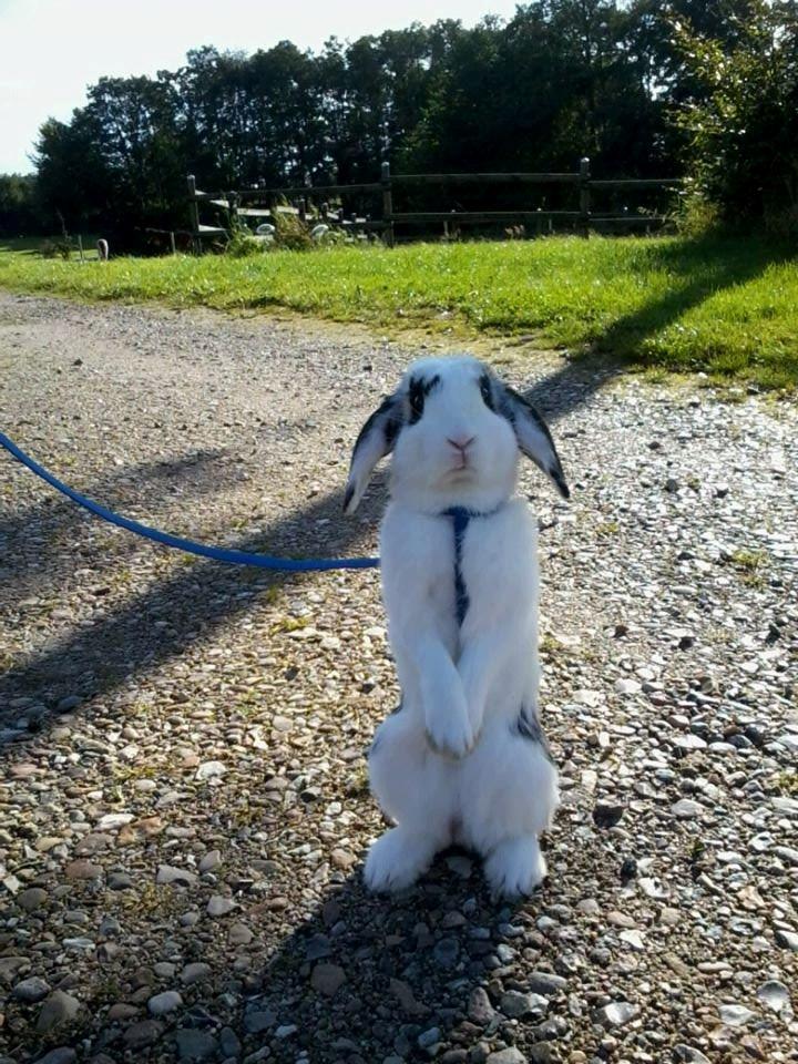 Kanin Hr. Olsen. - en af de første gø ture !:D<3 billede 3