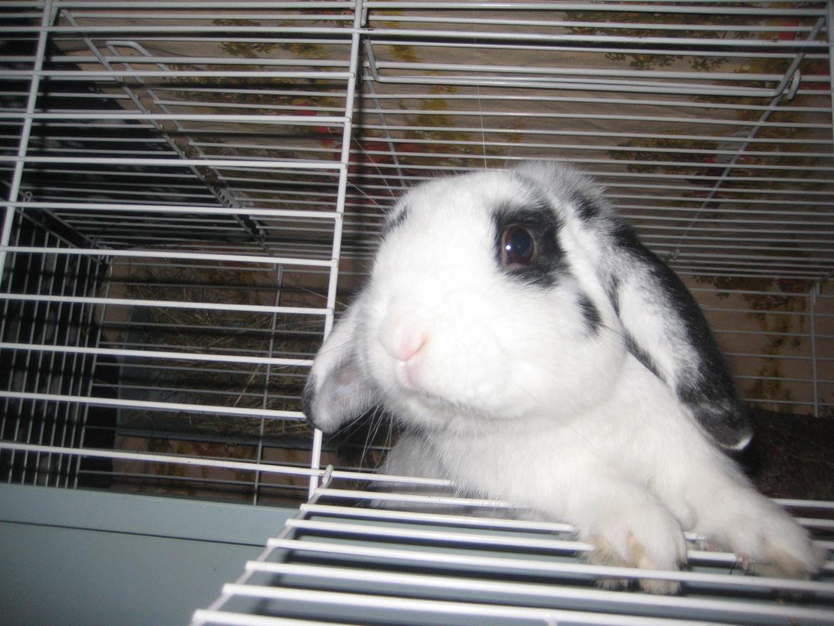 Kanin Hr. Olsen. billede 6