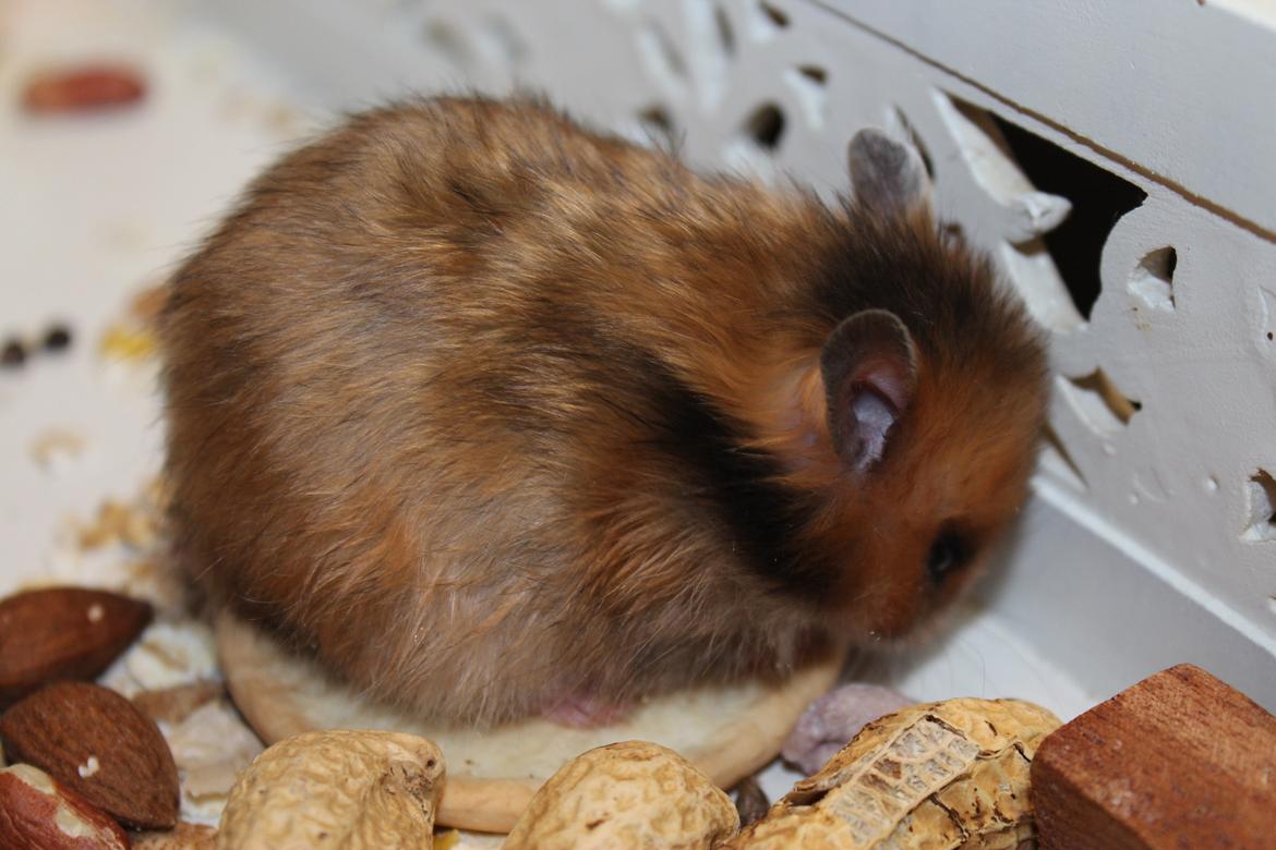 Hamster HAMSTERHEAVENS Sheeba billede 1