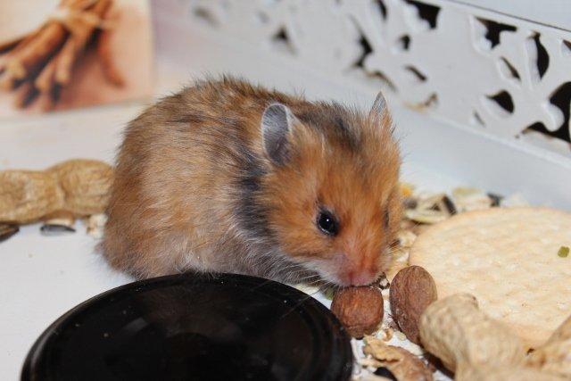 Hamster HAMSTERHEAVENS Sheeba billede 2