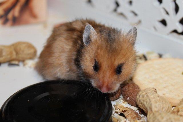 Hamster HAMSTERHEAVENS Sheeba billede 3