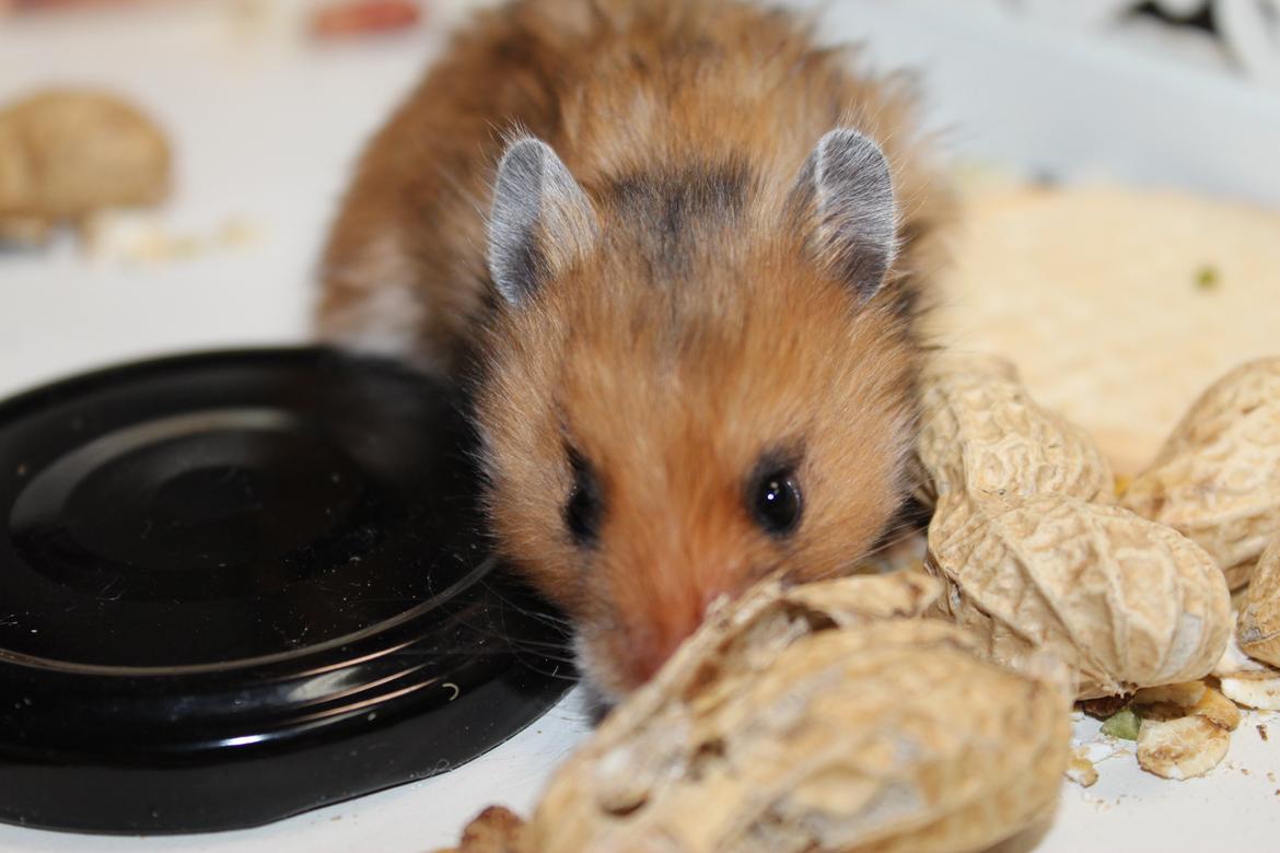 Hamster HAMSTERHEAVENS Sheeba billede 4