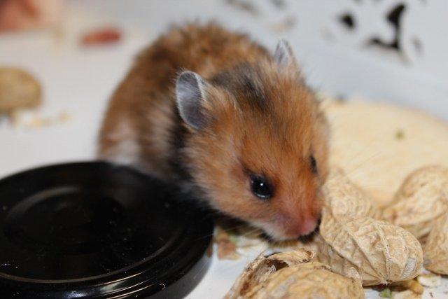 Hamster HAMSTERHEAVENS Sheeba billede 5