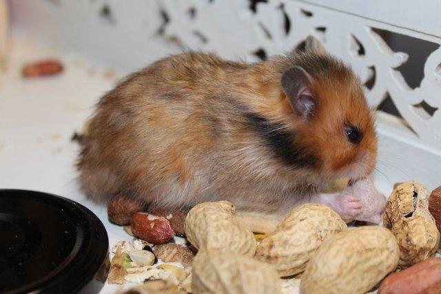 Hamster HAMSTERHEAVENS Sheeba billede 6