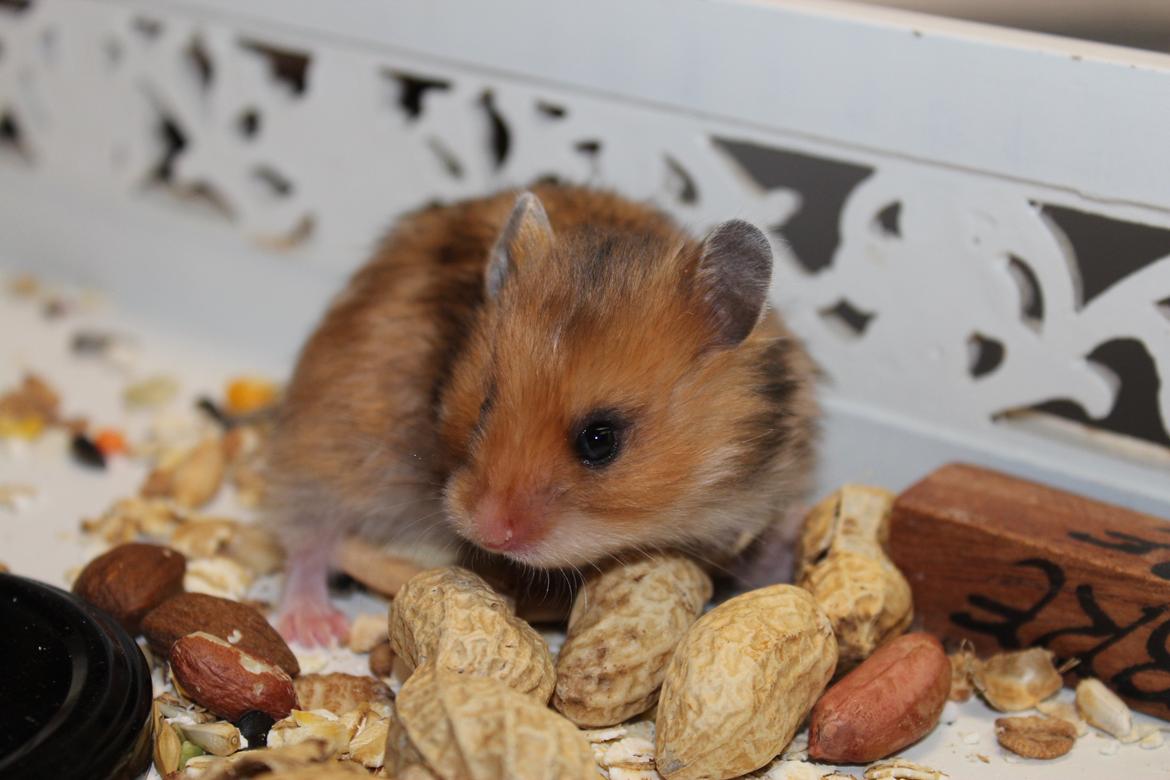 Hamster HAMSTERHEAVENS Sheeba billede 7