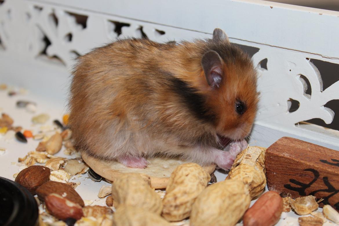 Hamster HAMSTERHEAVENS Sheeba billede 8