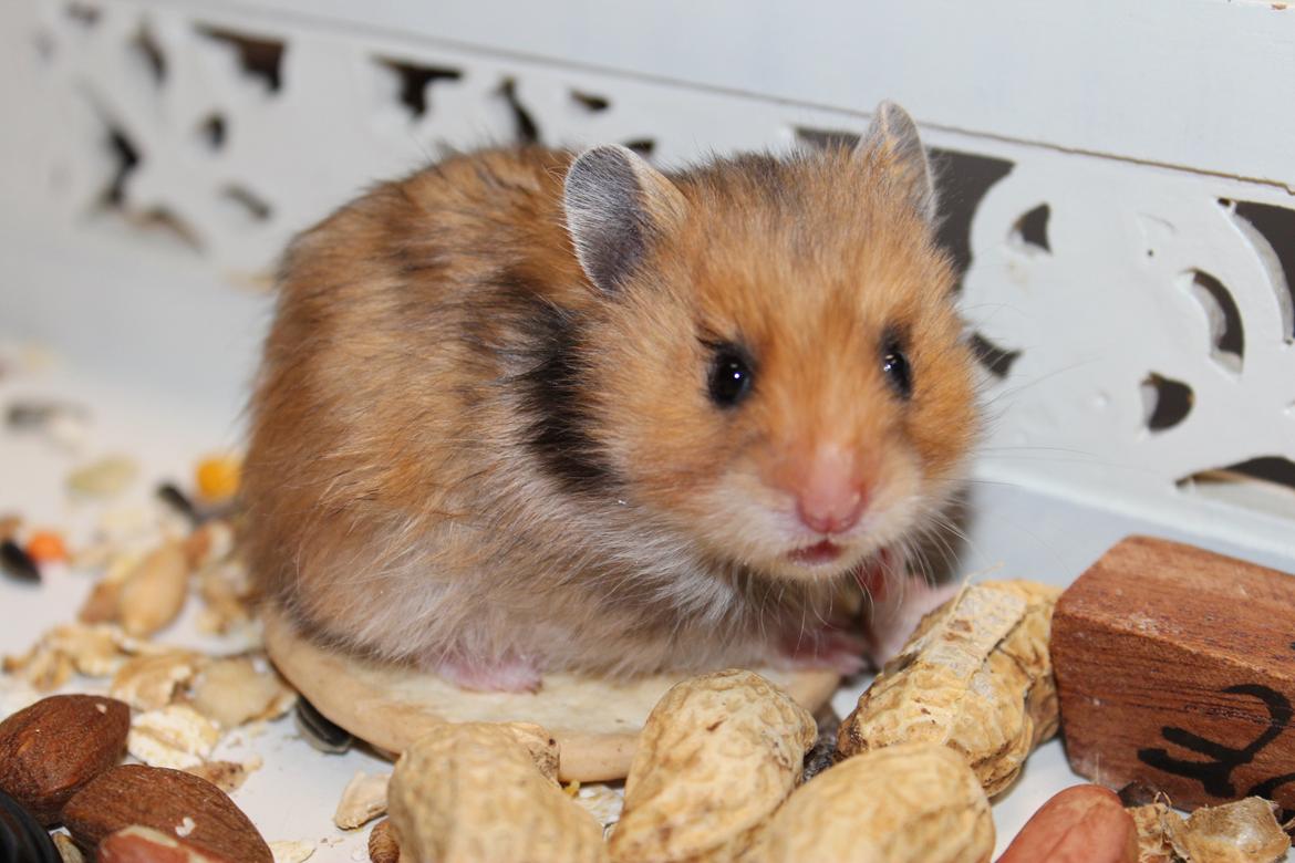 Hamster HAMSTERHEAVENS Sheeba billede 9