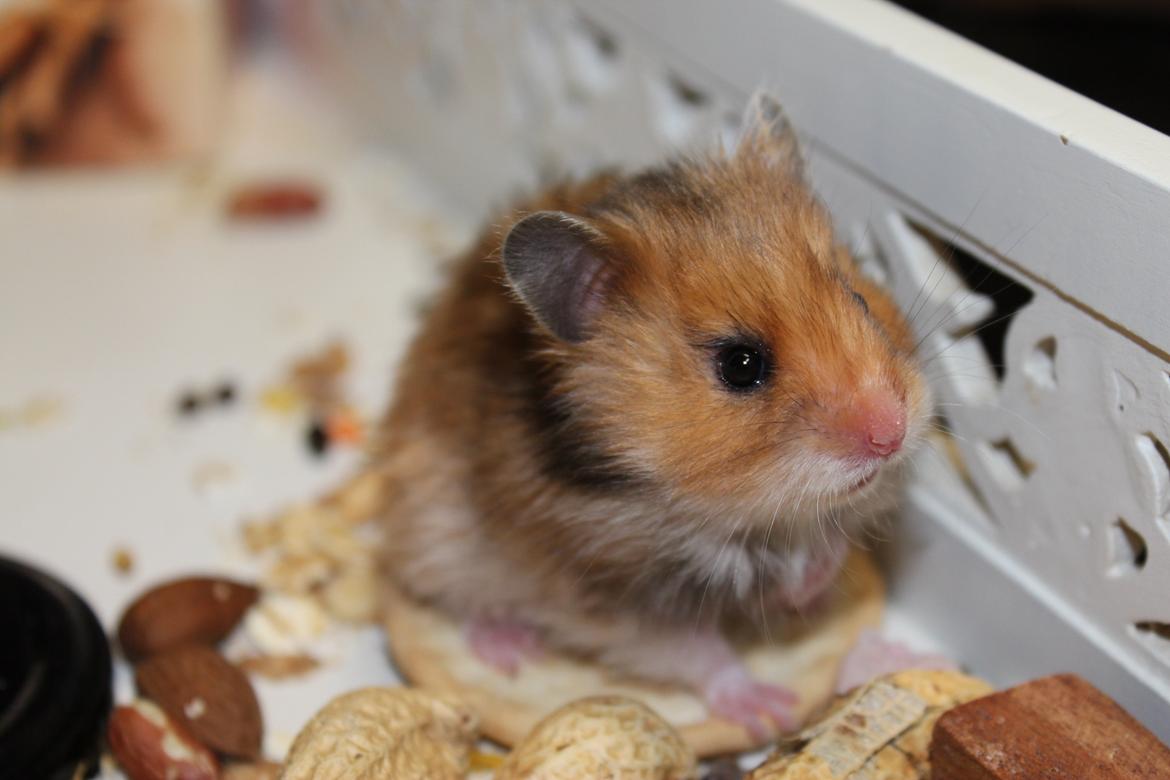 Hamster HAMSTERHEAVENS Sheeba billede 10