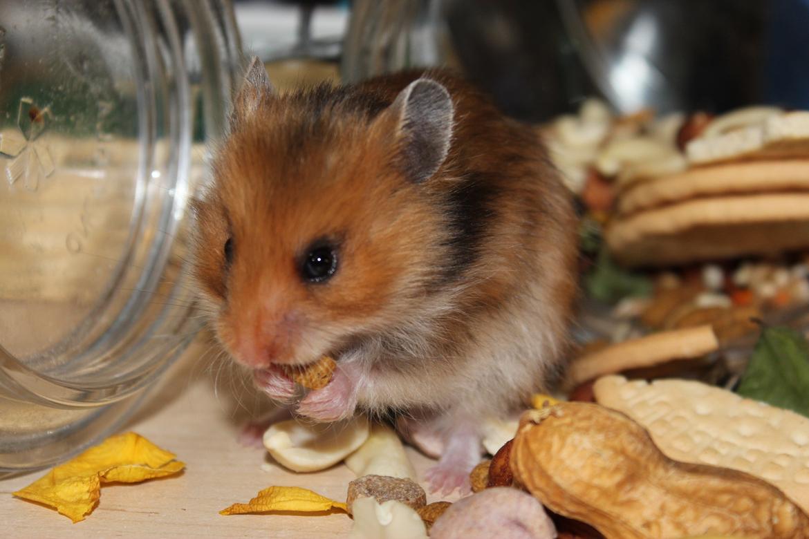 Hamster HAMSTERHEAVENS Sheeba billede 11