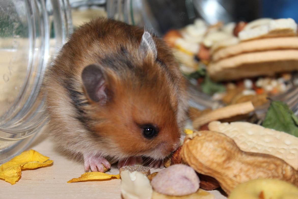 Hamster HAMSTERHEAVENS Sheeba billede 12
