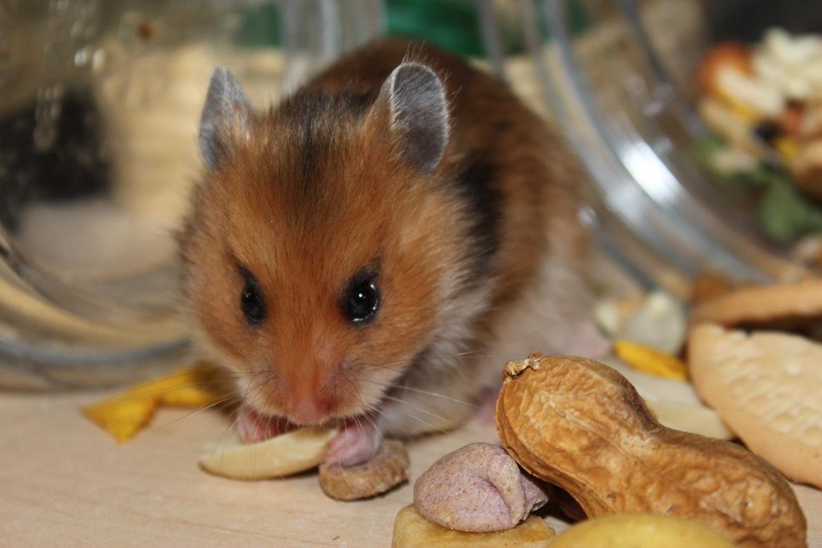 Hamster HAMSTERHEAVENS Sheeba billede 13