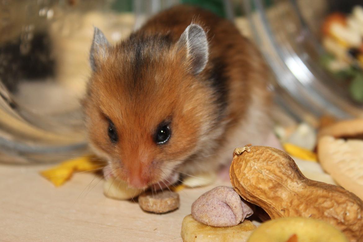 Hamster HAMSTERHEAVENS Sheeba billede 14