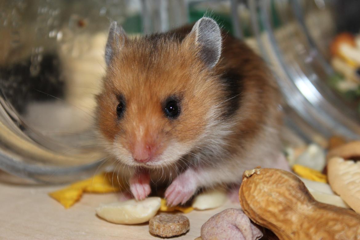 Hamster HAMSTERHEAVENS Sheeba billede 15