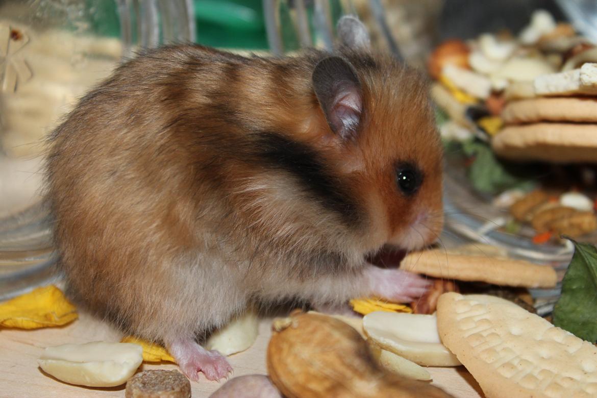Hamster HAMSTERHEAVENS Sheeba billede 16