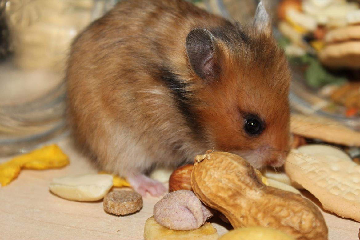 Hamster HAMSTERHEAVENS Sheeba billede 17