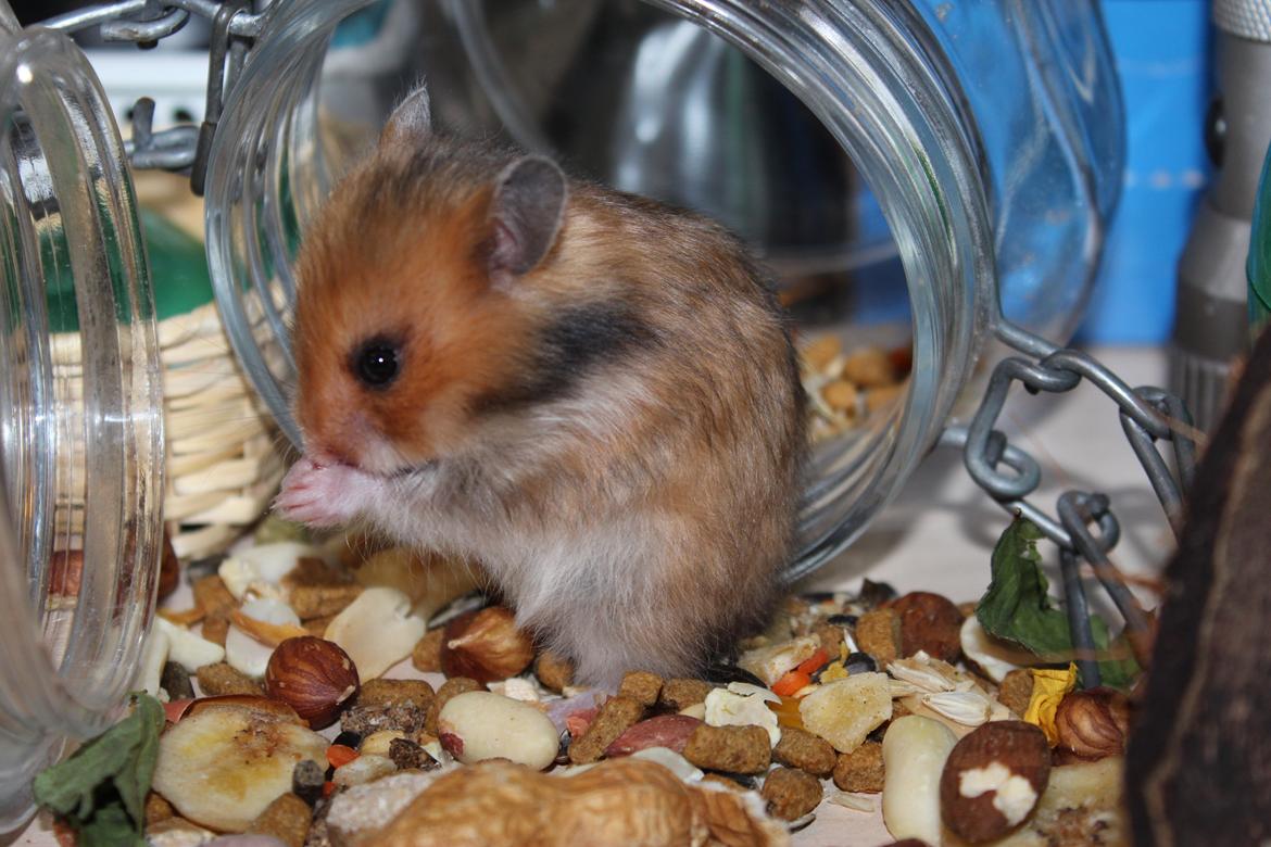 Hamster HAMSTERHEAVENS Sheeba billede 18