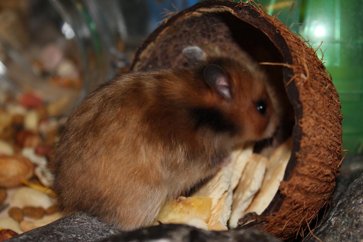 Hamster HAMSTERHEAVENS Sheeba billede 19