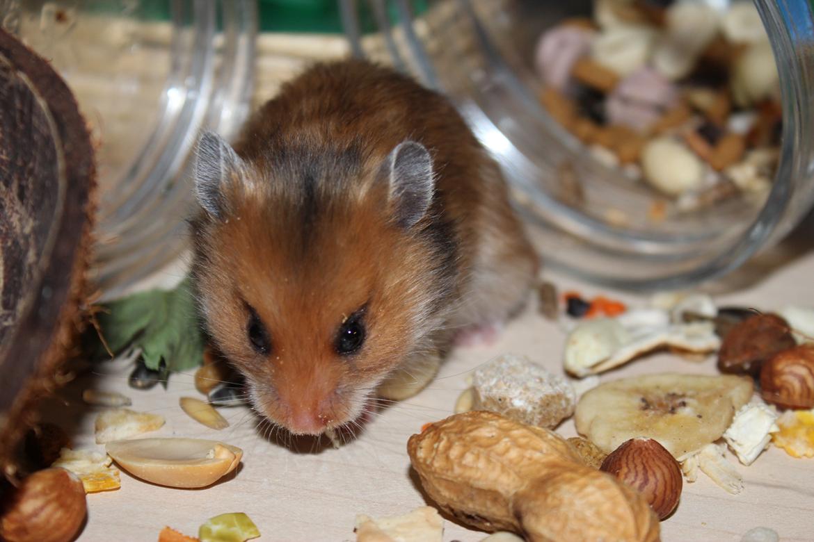 Hamster HAMSTERHEAVENS Sheeba billede 20