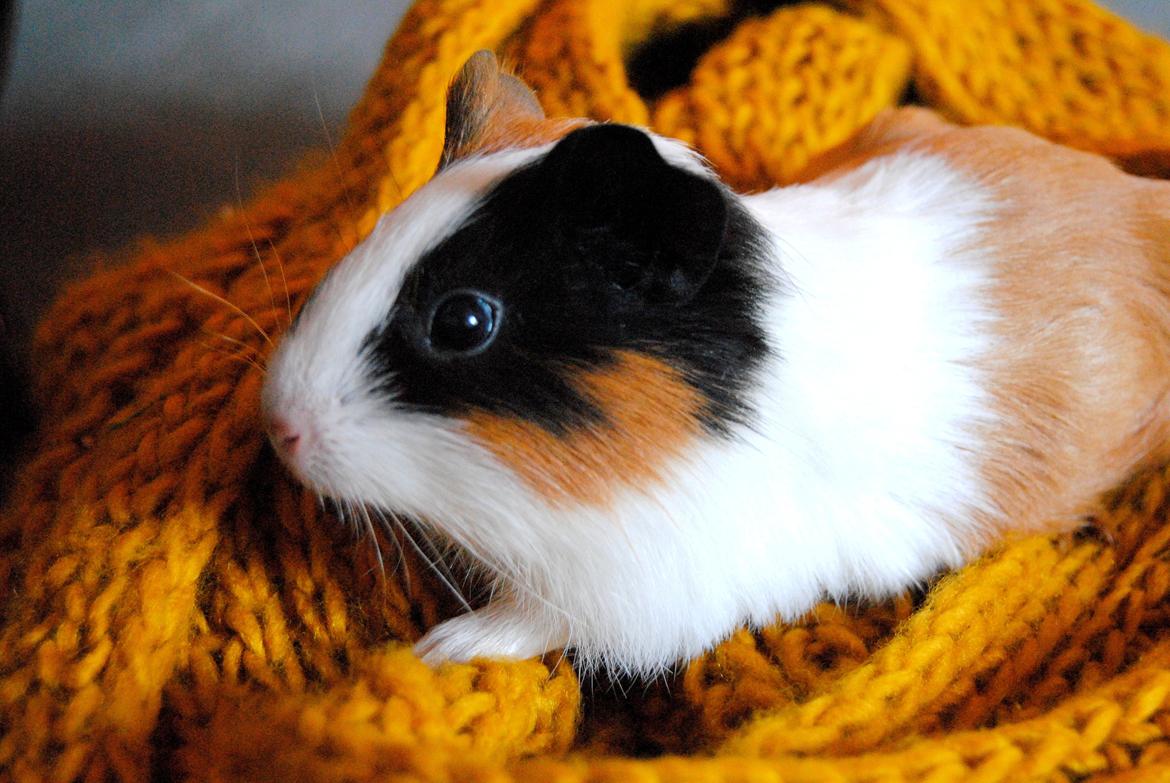 Marsvin | Mille My - 24-01-2013 billede 13