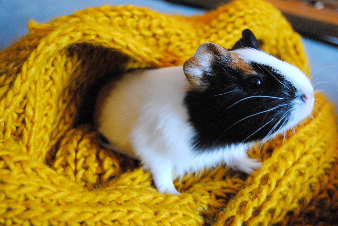 Marsvin | Mille My - 24-01-2013. Jeg har nu haft Mille My i 4 dage :-D billede 7