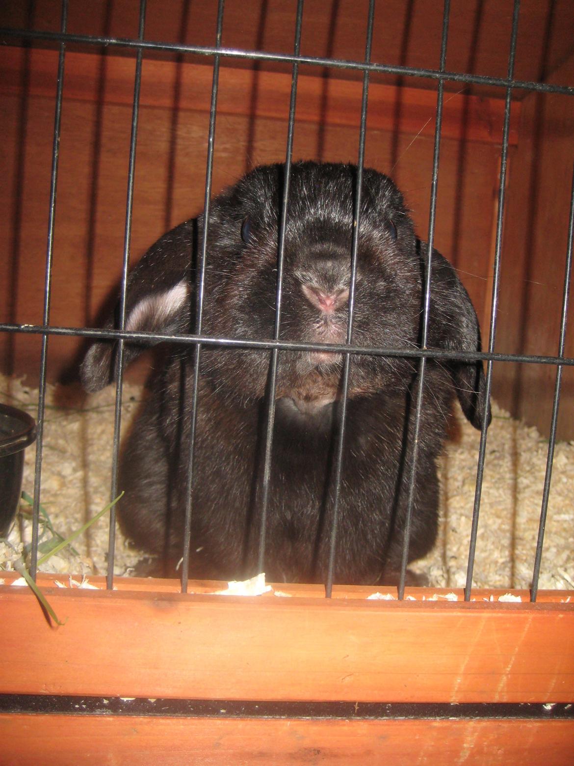 Kanin Blackie billede 19