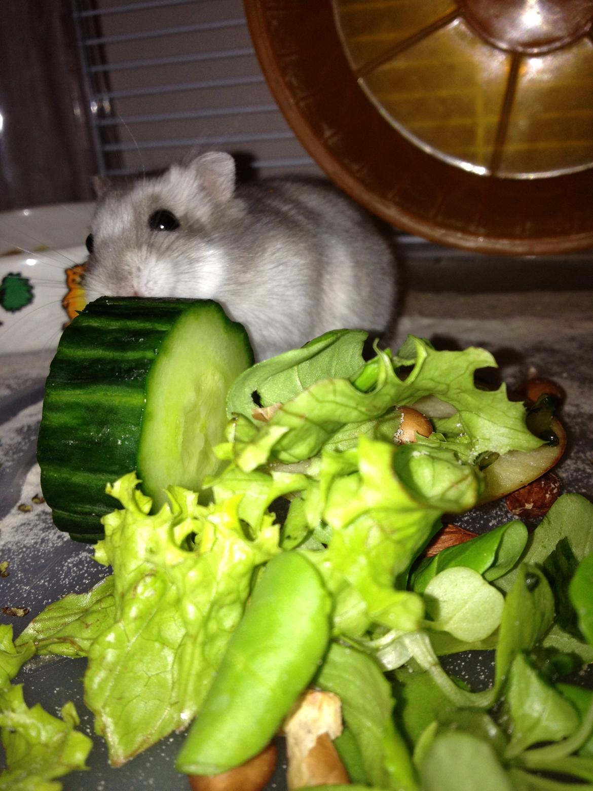 Dværghamster Minnie billede 2