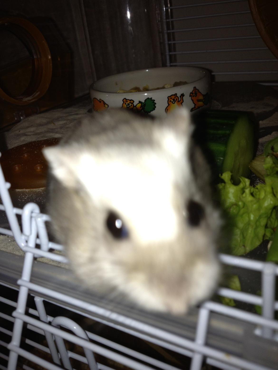 Dværghamster Minnie billede 3