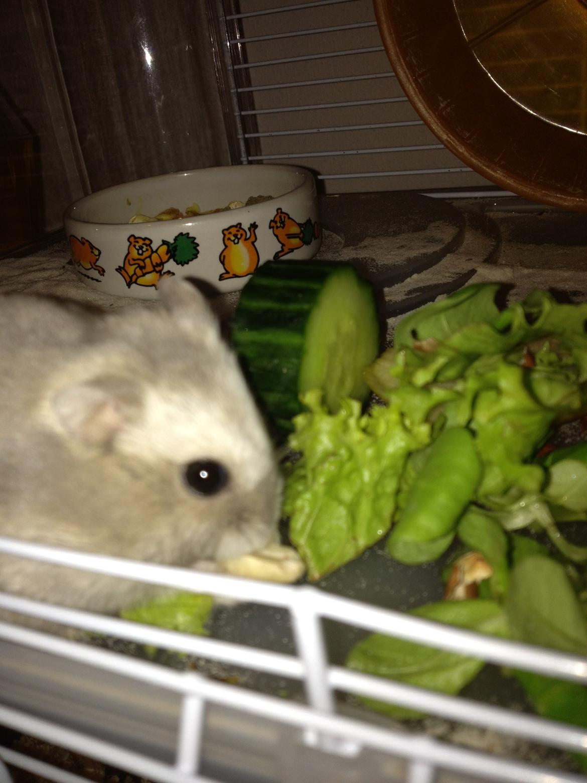 Dværghamster Minnie billede 4