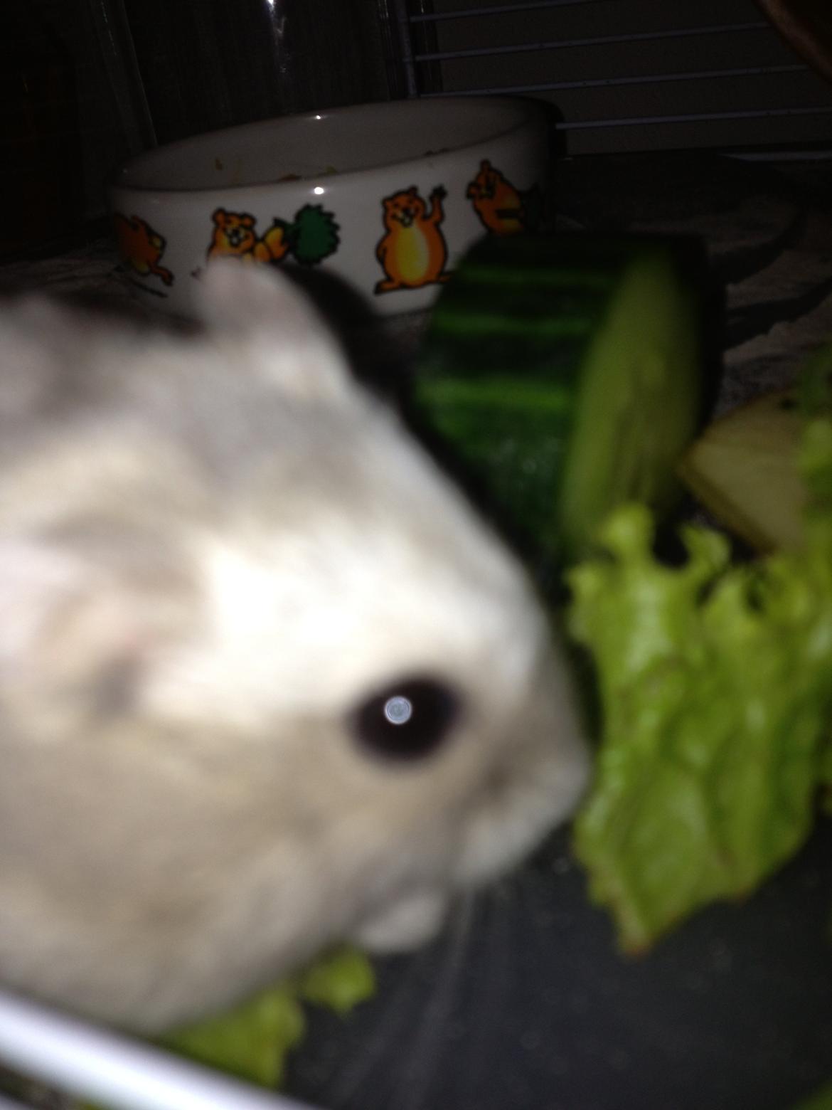 Dværghamster Minnie billede 5