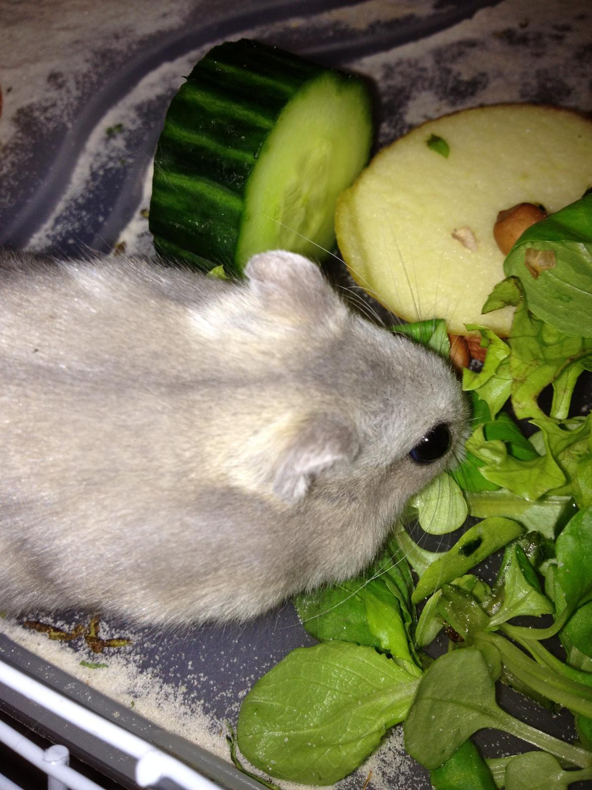 Dværghamster Minnie billede 7