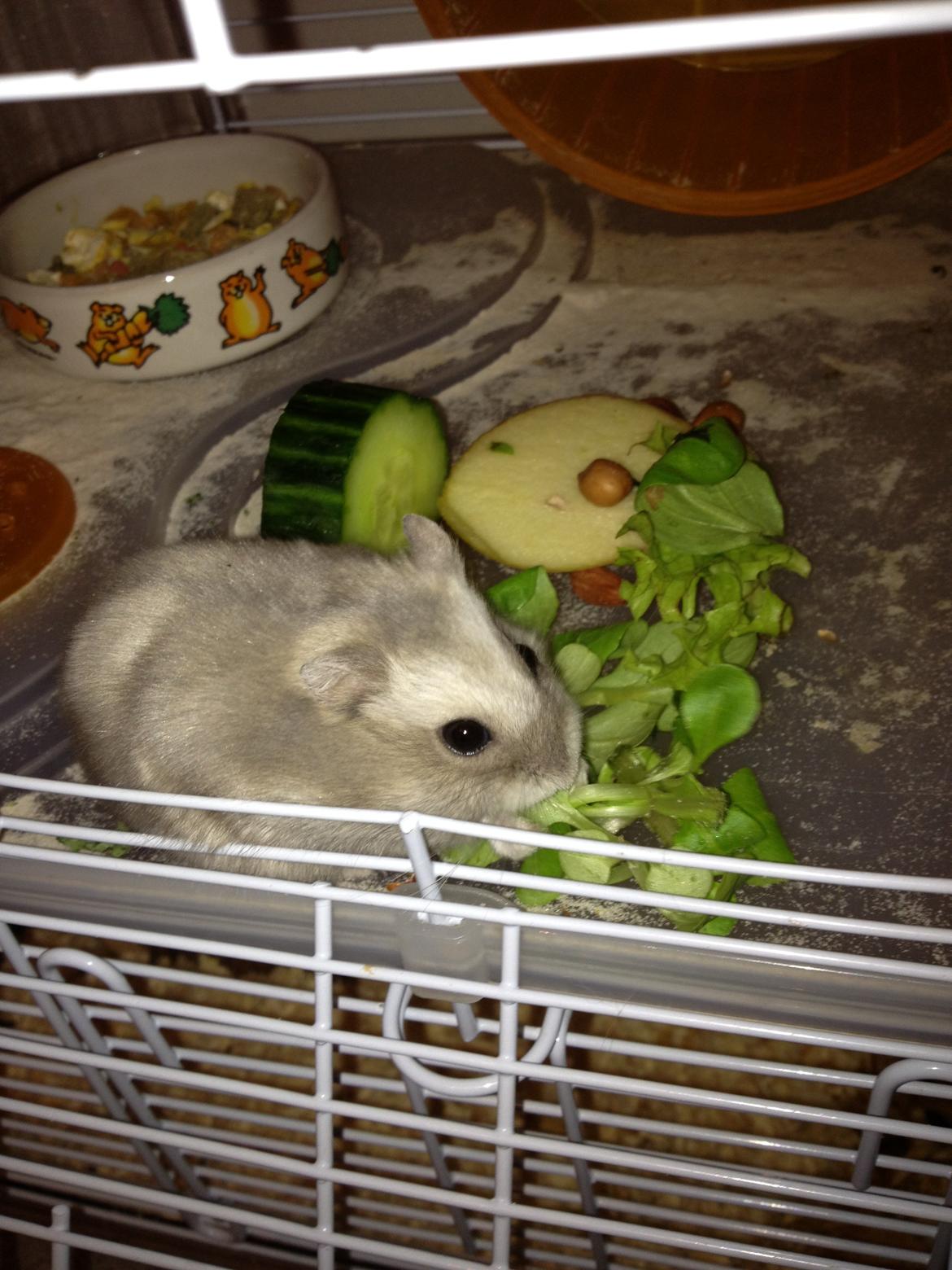 Dværghamster Minnie billede 8