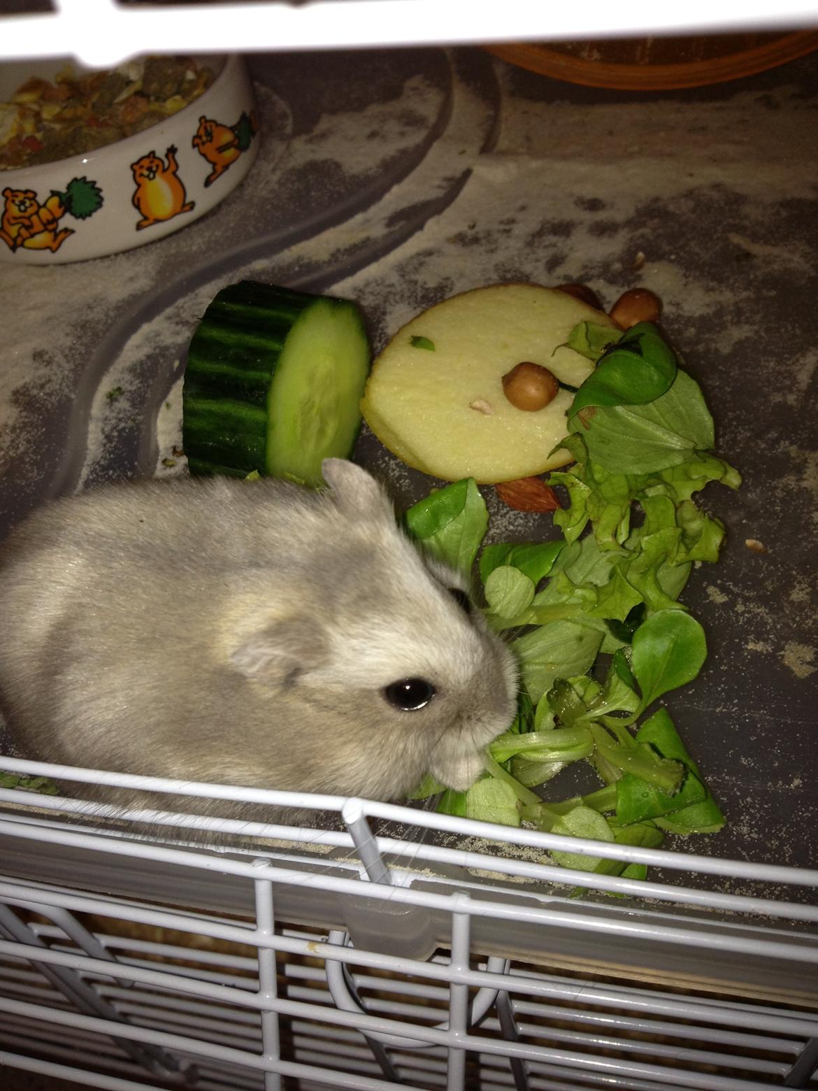 Dværghamster Minnie billede 9