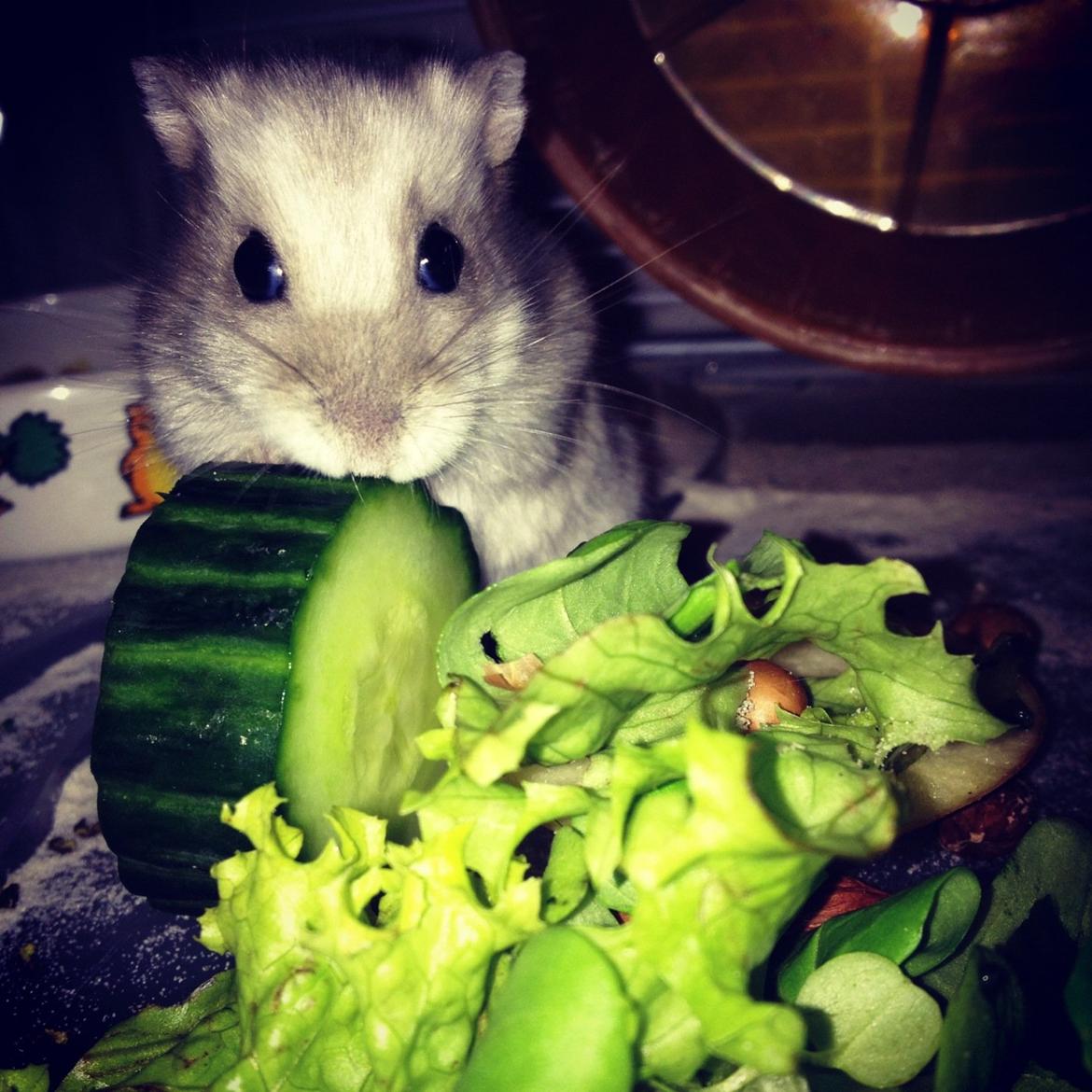 Dværghamster Minnie billede 1