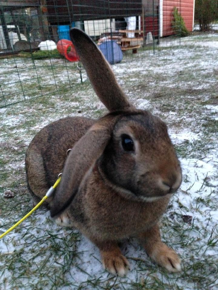 Kanin Lilliens Akanomi Tap Tap billede 3