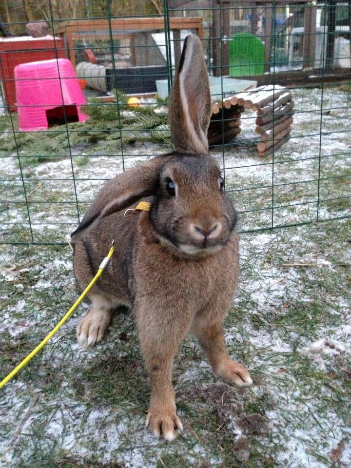 Kanin Lilliens Akanomi Tap Tap billede 2