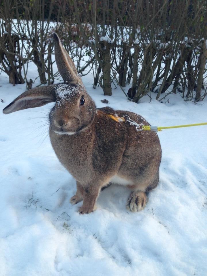 Kanin Lilliens Akanomi Tap Tap billede 4