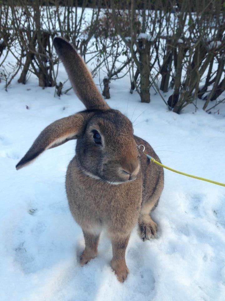 Kanin Lilliens Akanomi Tap Tap billede 5