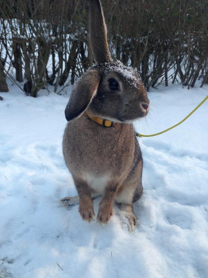 Kanin Lilliens Akanomi Tap Tap billede 6