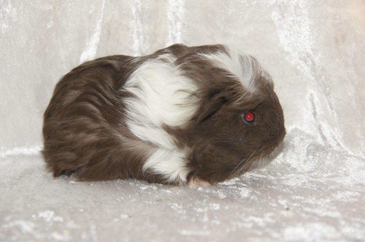 Marsvin Hauge´s Nova billede 15