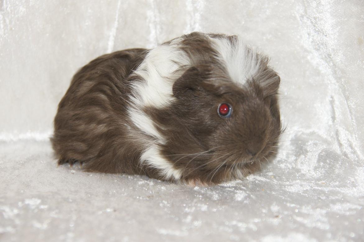 Marsvin Hauge´s Nova billede 16