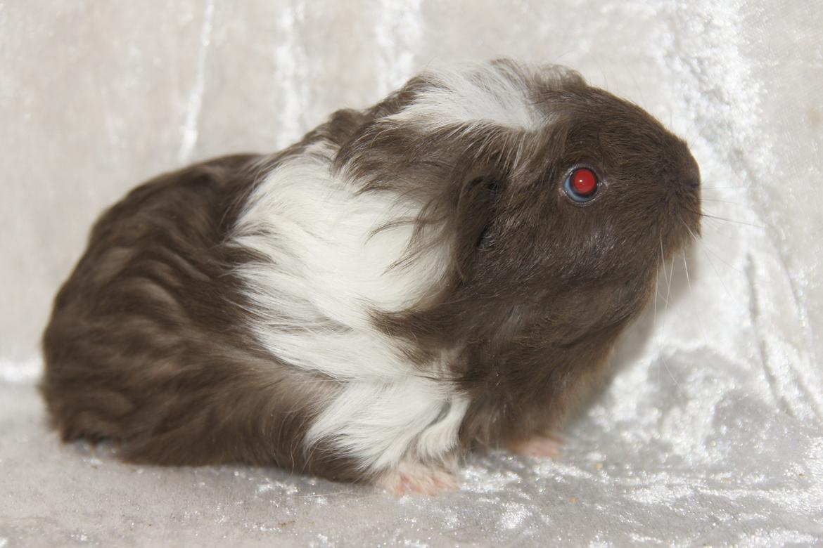 Marsvin Hauge´s Nova billede 17