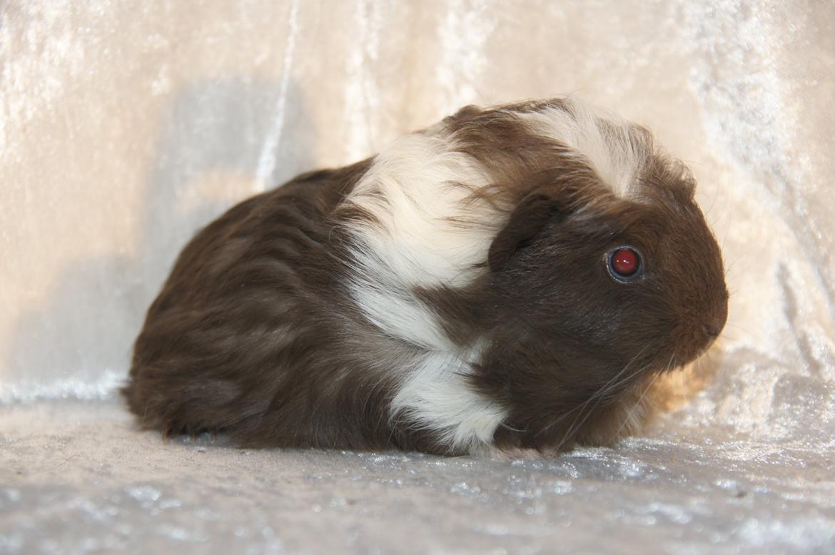 Marsvin Hauge´s Nova billede 18